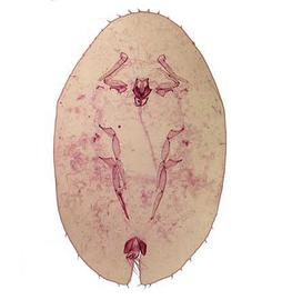   Pulvinariella mesembryanthemi  